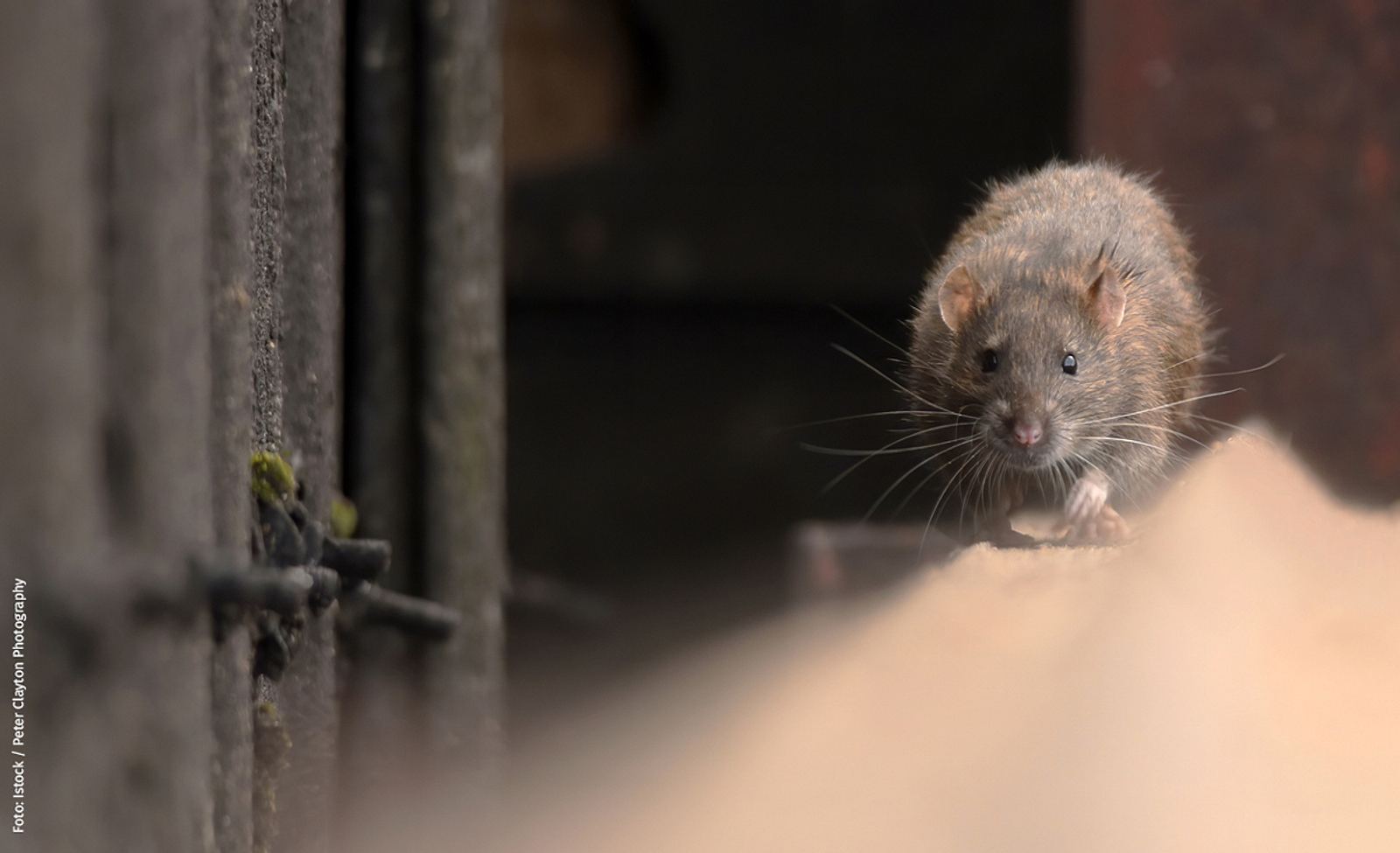 Ratten in Haus Garten einfach bekämpfen selbst de