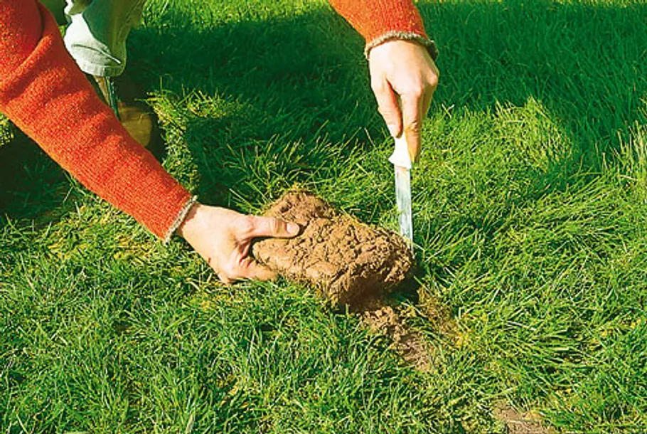 Rasen ausbessern: Schritt 5 von 6 Rasen ausbessern