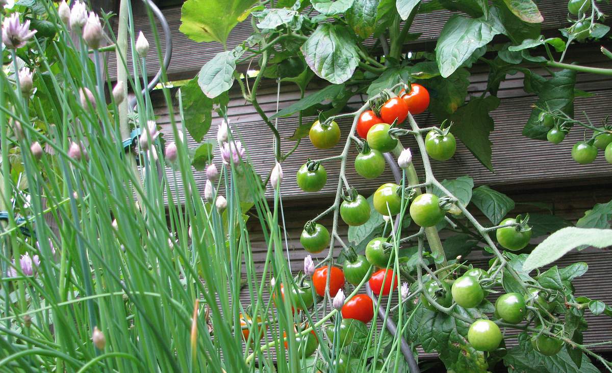 Mischkultur im Gemüsegarten