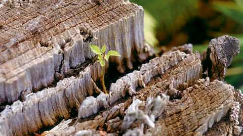 Werkstoff Holz  | selbst.de