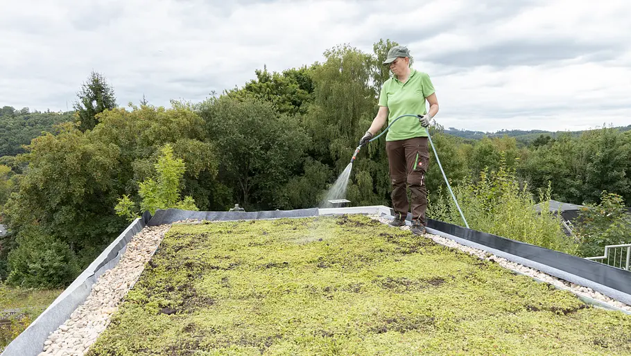 Eine Person in Arbeitskleidung steht auf einem begrünten Flachdach und bewässert die Vegetationsfläche mit einem Wasserschlauch; im Hintergrund sind Bäume und eine hügelige Landschaft zu sehen.