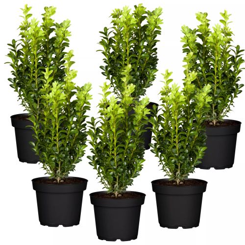 Buchsbaum 6er-Set, 9 cm Topf