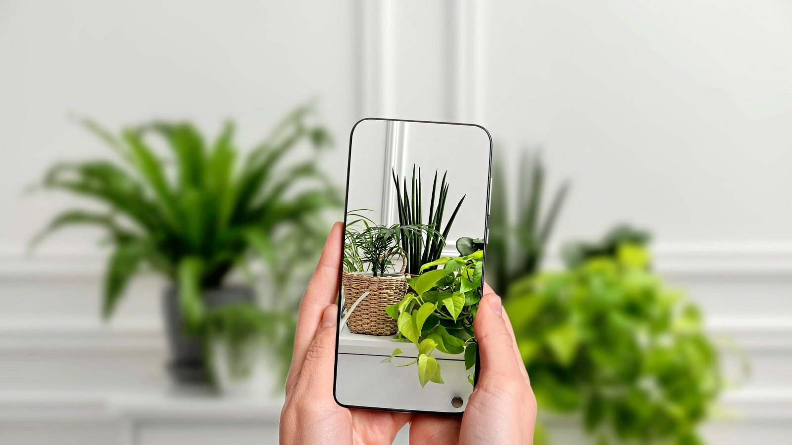 Pflanzen-Apps im Test 2026: Funktionen, Eindrcke und Vergleich | Selbst