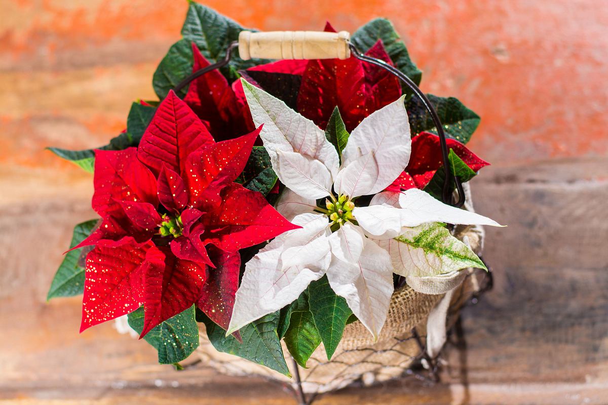 zweifarbige Poinsettia im Korb