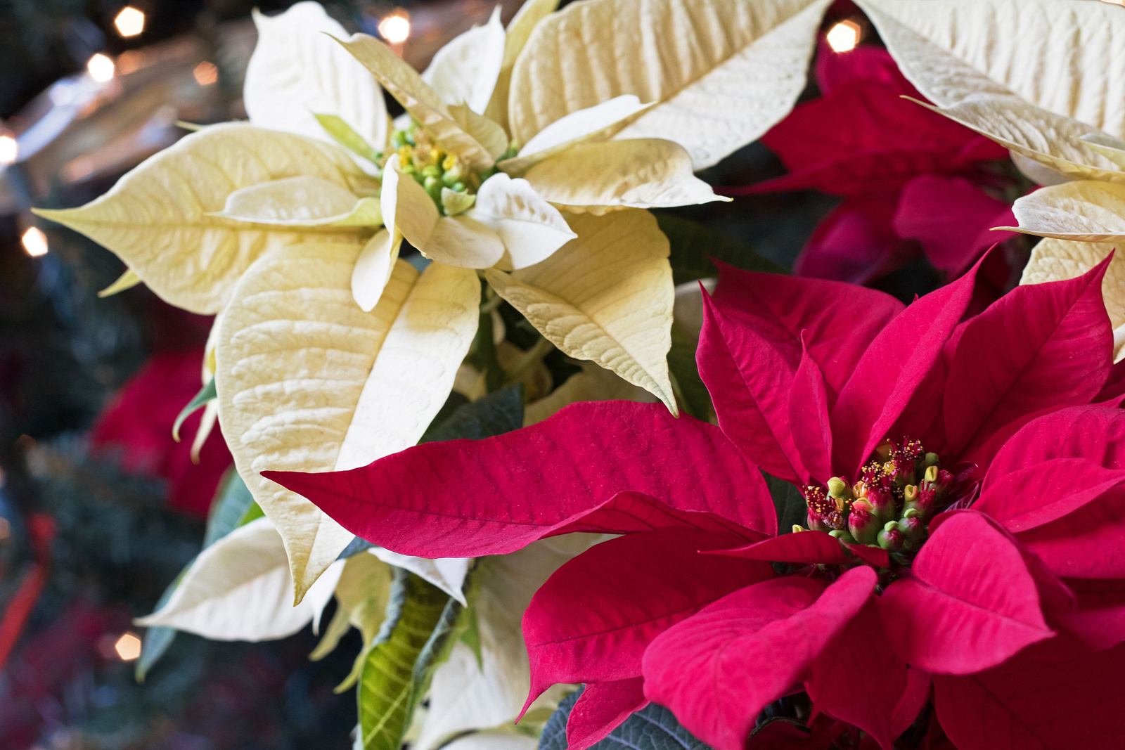 Weihnachtsstern pflegen | Selbst