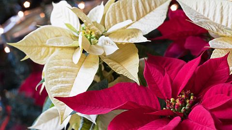 zweifarbiger Weihnachtsstern - Foto: AdobeStock / Janice 