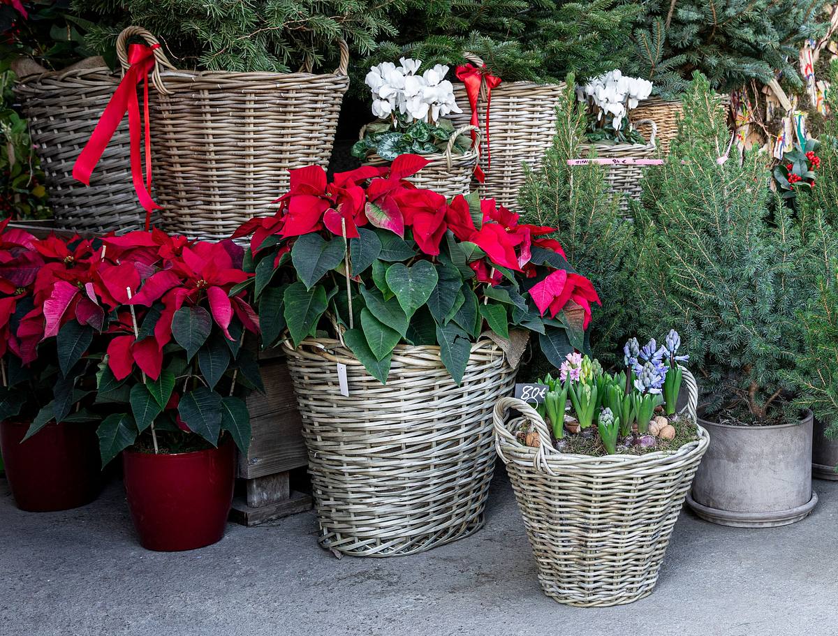 Weihnachtsstern als Gartenpflanze