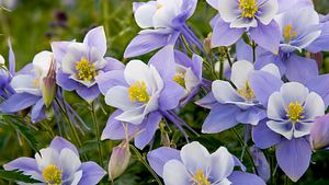 Akelei in Blüte - Foto: iStock/ kjschoen