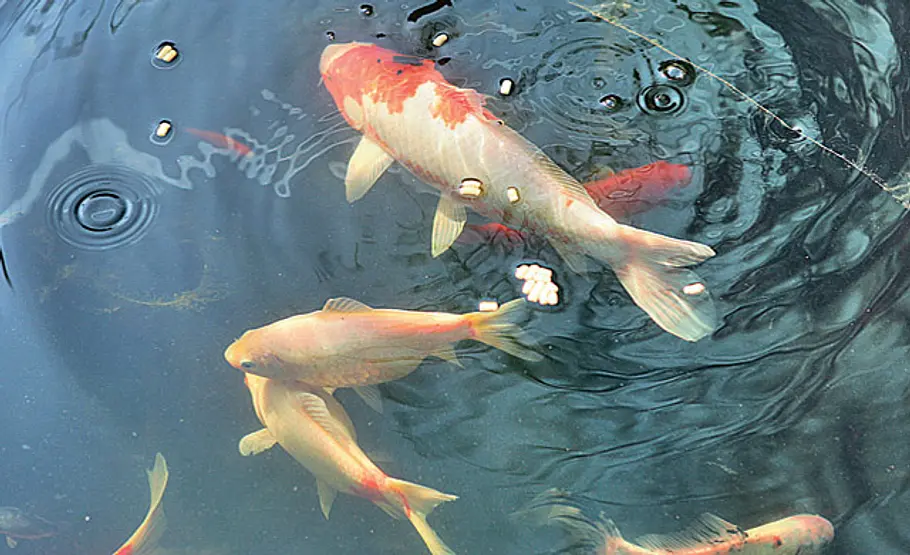 Tierischer Helfer: Fischfutter