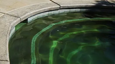 Grünes Wasser im Pool, verursacht durch Algen - Foto: iStock/slobo Grünes Wasser im Pool, verursacht durch Algen - Foto: iStock/slobo