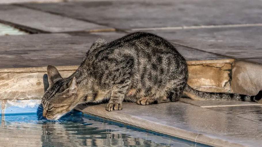 Algen im Pool entfernen Katze sitzt am Pool und trinkt das Wasser