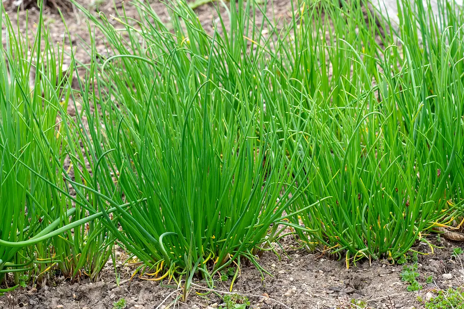 Allium schoenoprasum sibiricum drei Schnittlauch-Horste nebeneinander in einem Beet, von der Seite fotografiert. Keine Blüten. Nur viele Halme.