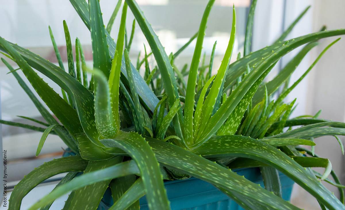 Aloe Vera als pflegeleichte Zimmerpflanze