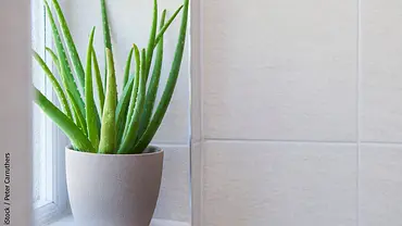 Aloe Vera pflegen - Foto: iStock / Peter Carruthers Aloe Vera pflegen - Foto: iStock / Peter Carruthers