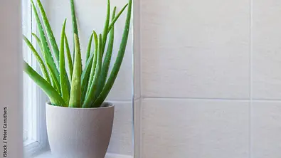 Aloe Vera pflegen - Foto: iStock / Peter Carruthers