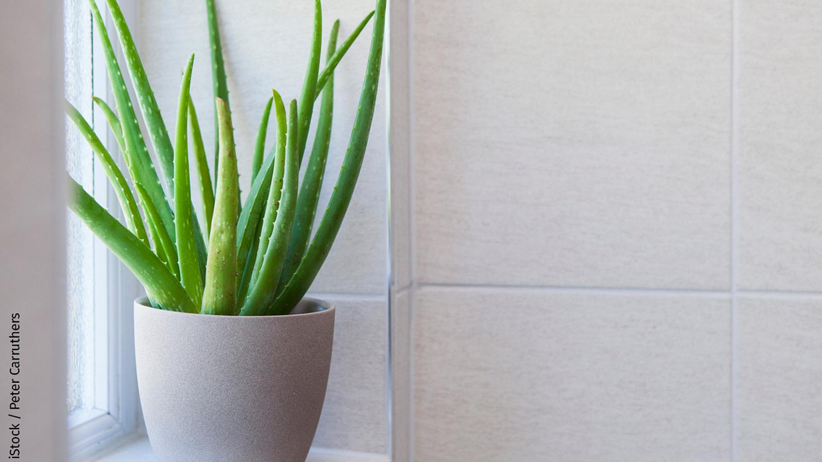 Aloe Vera pflegen und vermehren | Selbst
