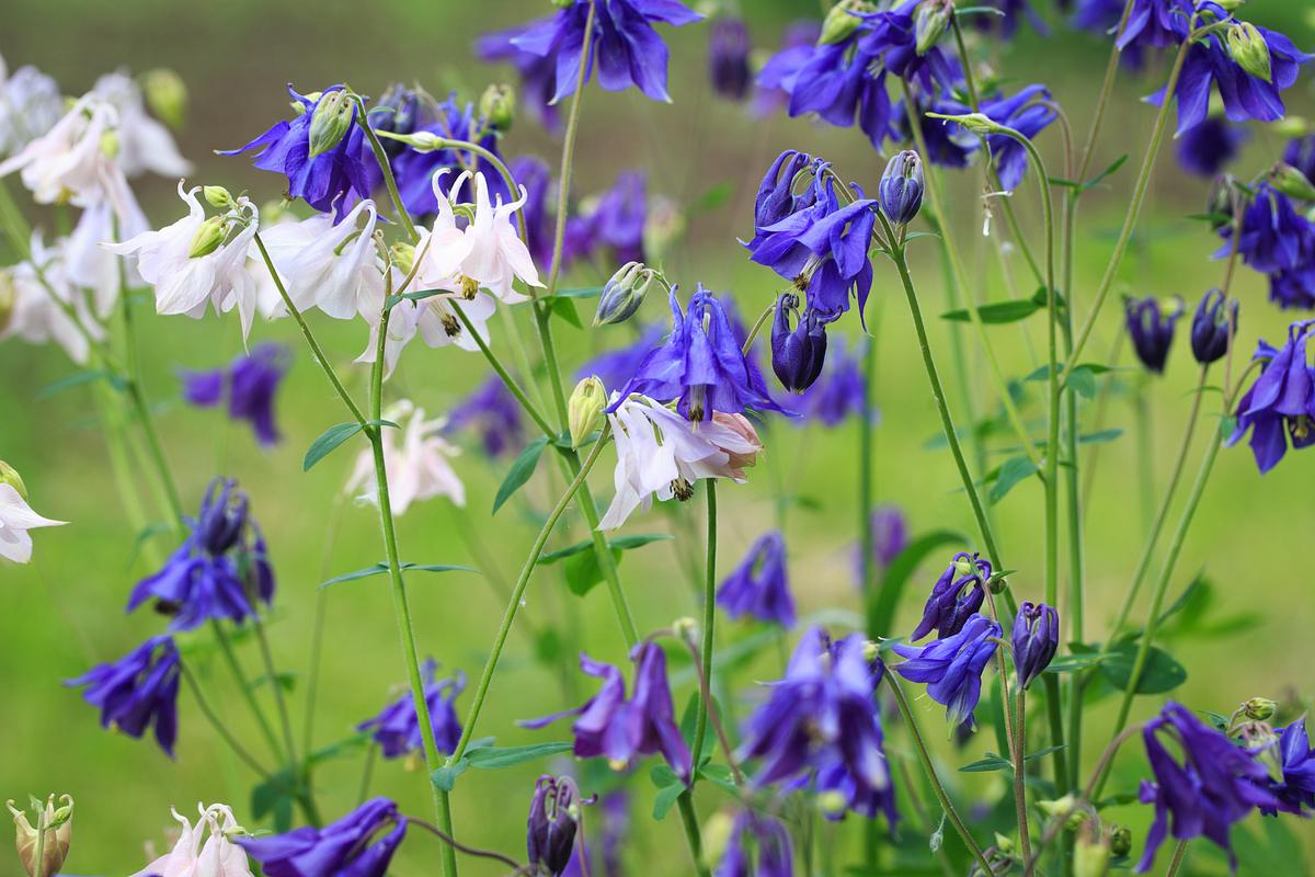 Alpen-Akelei (Aquilegia alpina) 