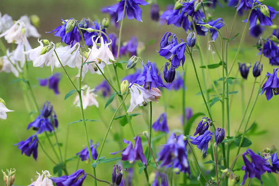 Alpen-Akelei (Aquilegia alpina) Alpen-Akelei (Aquilegia alpina)