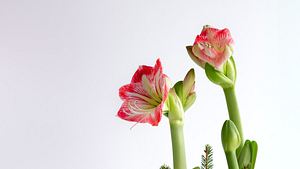 Amaryllis in Wachs und Glas - Foto: adobestock / modestthings