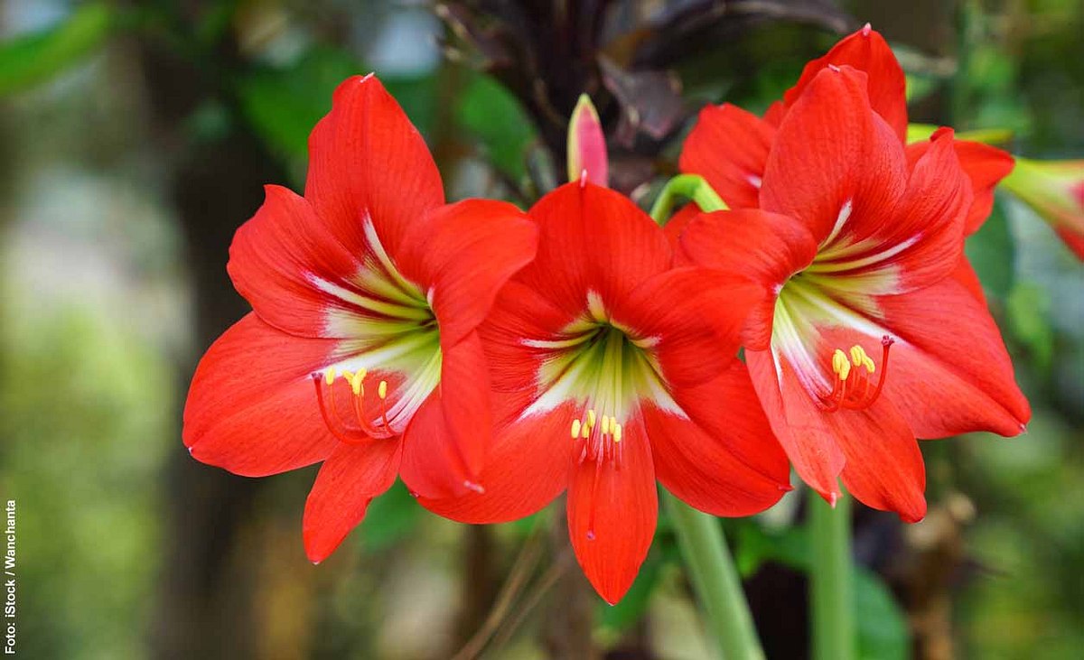 Rote Amaryllis-Blüten