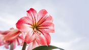 Amaryllis als Schnittblume - Foto: adobestock./ misu