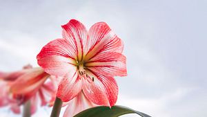 Amaryllis als Schnittblume - Foto: adobestock./ misu