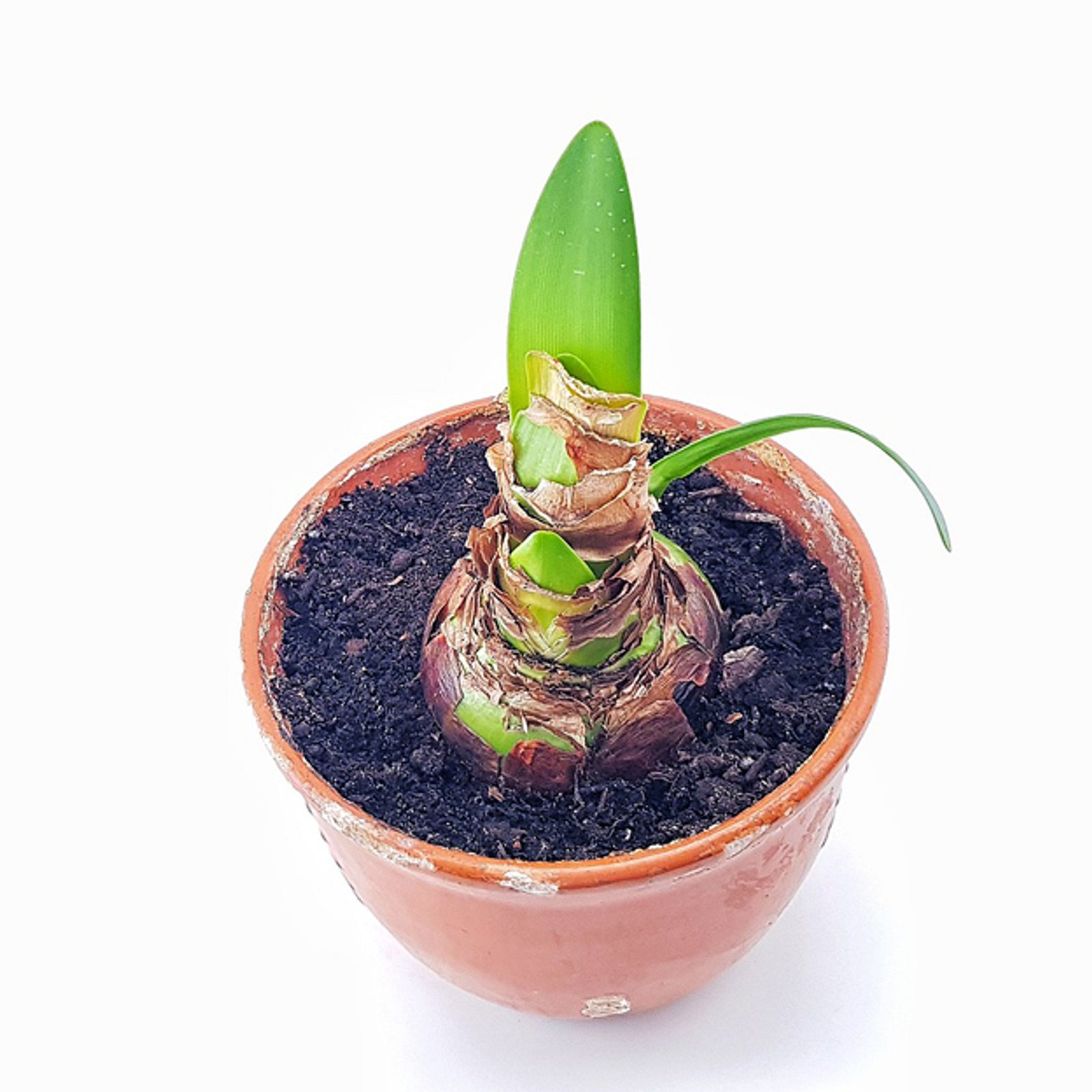 Der beste Pflegeplan fr Amaryllis | Selbst