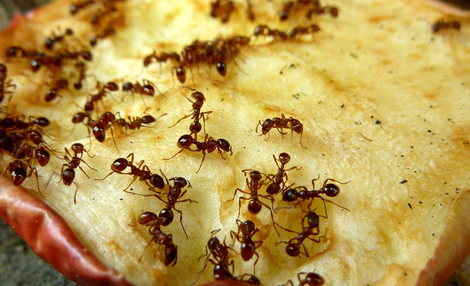 Ameisen in der Küche Die besten Hausmittel selbst.de