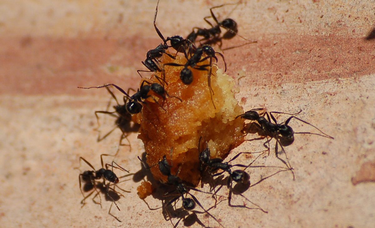 Mehrere Ameisen tragen Futter weg