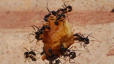 Mehrere Ameisen tragen Futter weg - Foto: Alfred Teske / pixelio.de