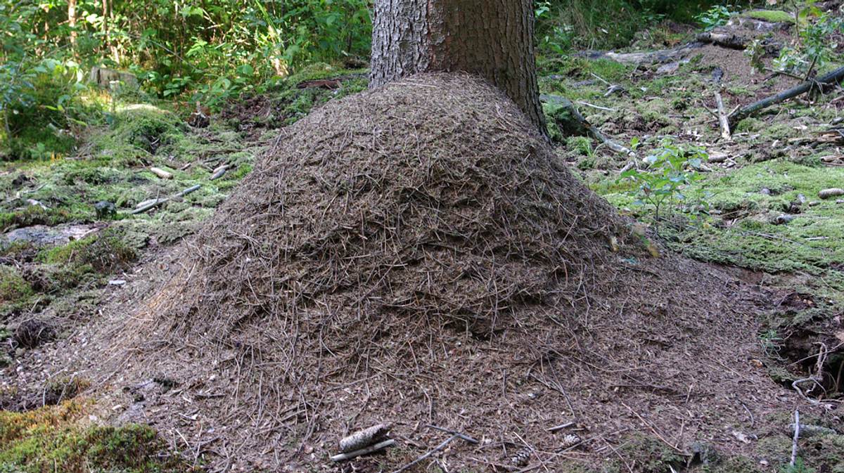 Ameisenhügel