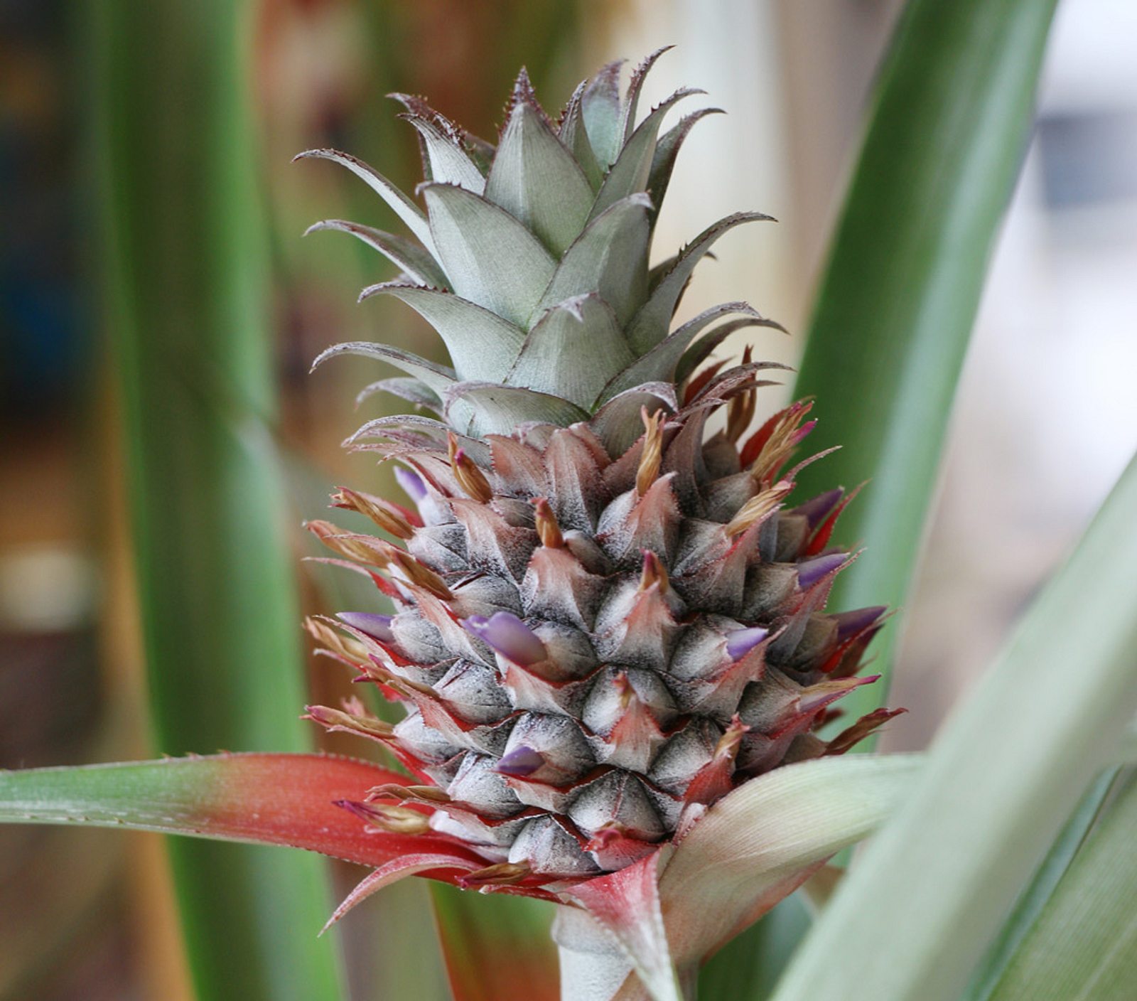 Ananas einpflanzen | Selbst