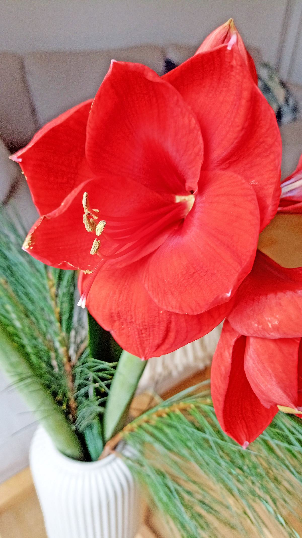 Anleitung: Amaryllis anschneiden