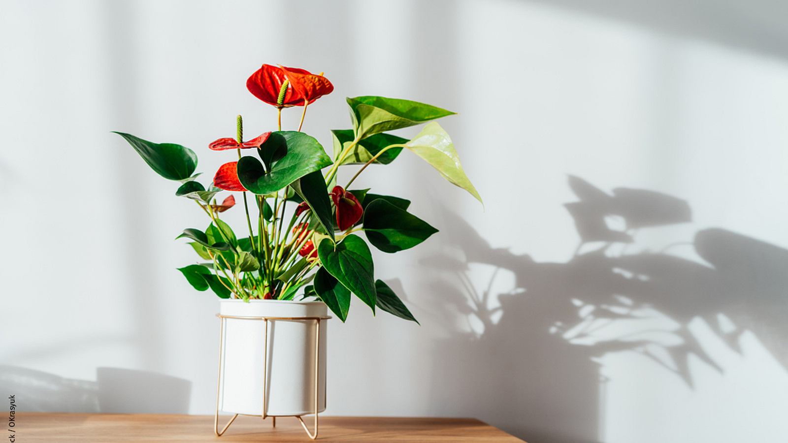 Flamingoblume: Diese Pflegefehler sollten Sie vermeiden | Selbst