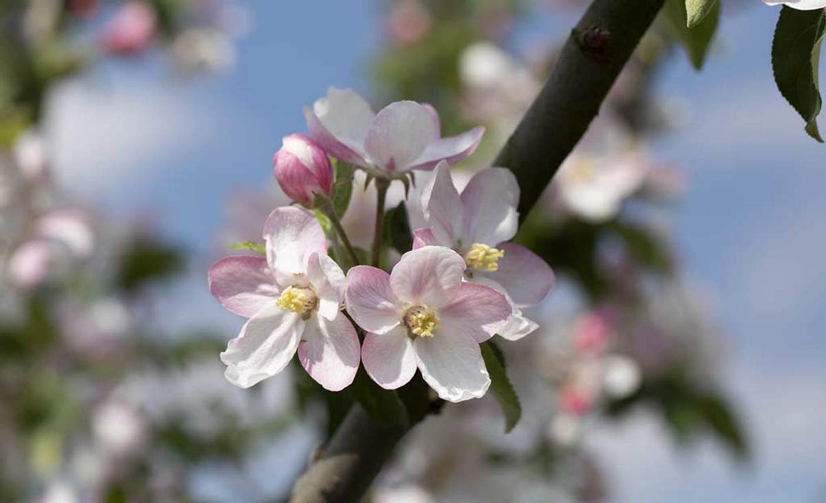 Apfelbaum-Zweig mit blühenden Blüten