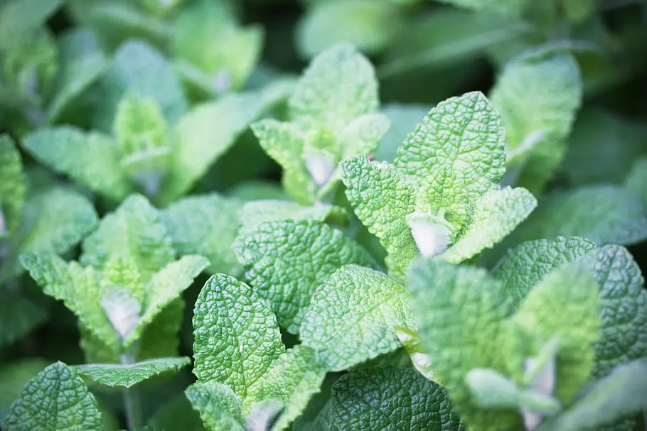 Apfelminze Mentha suaveolens Nahaufnahme