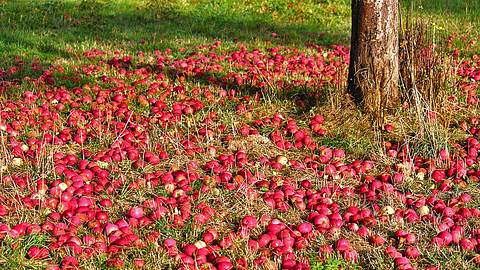 Apfelwickler bekämpfen - Foto: Pixabay / manfredrichter