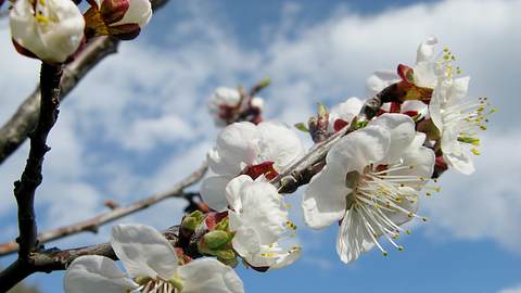 Aprikosenbaum schneiden  | selbst.de