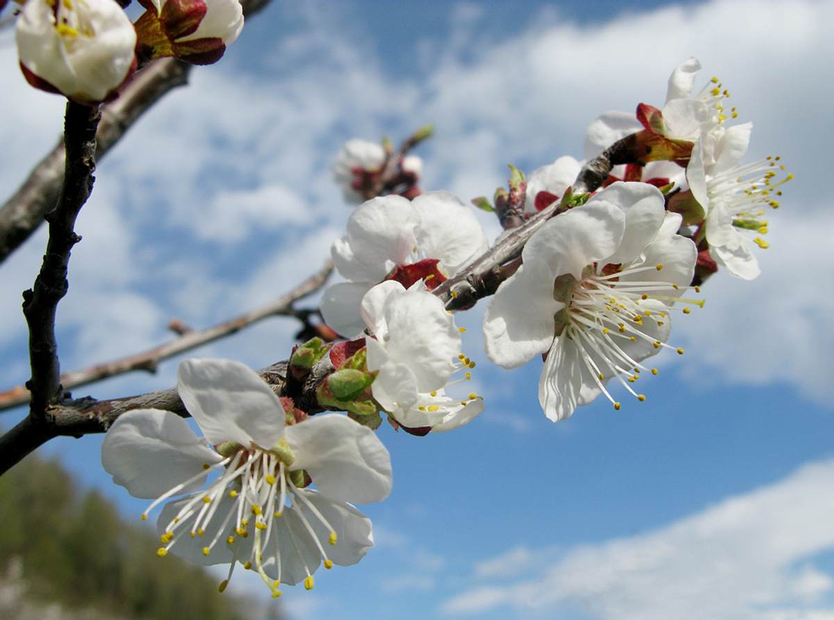 Aprikosenbaum schneiden