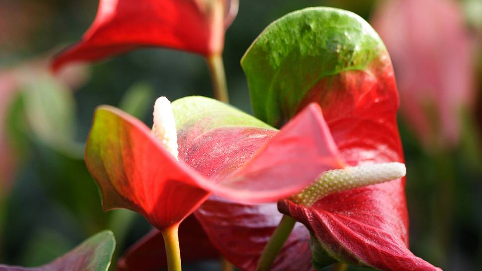 Blüte des giftigen Aaronstabs - Foto: Günther Havlena / pixelio.de