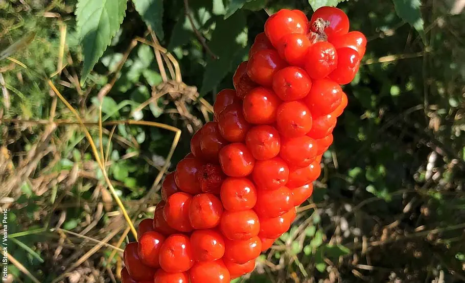 Rote Beeren des Aronstabs