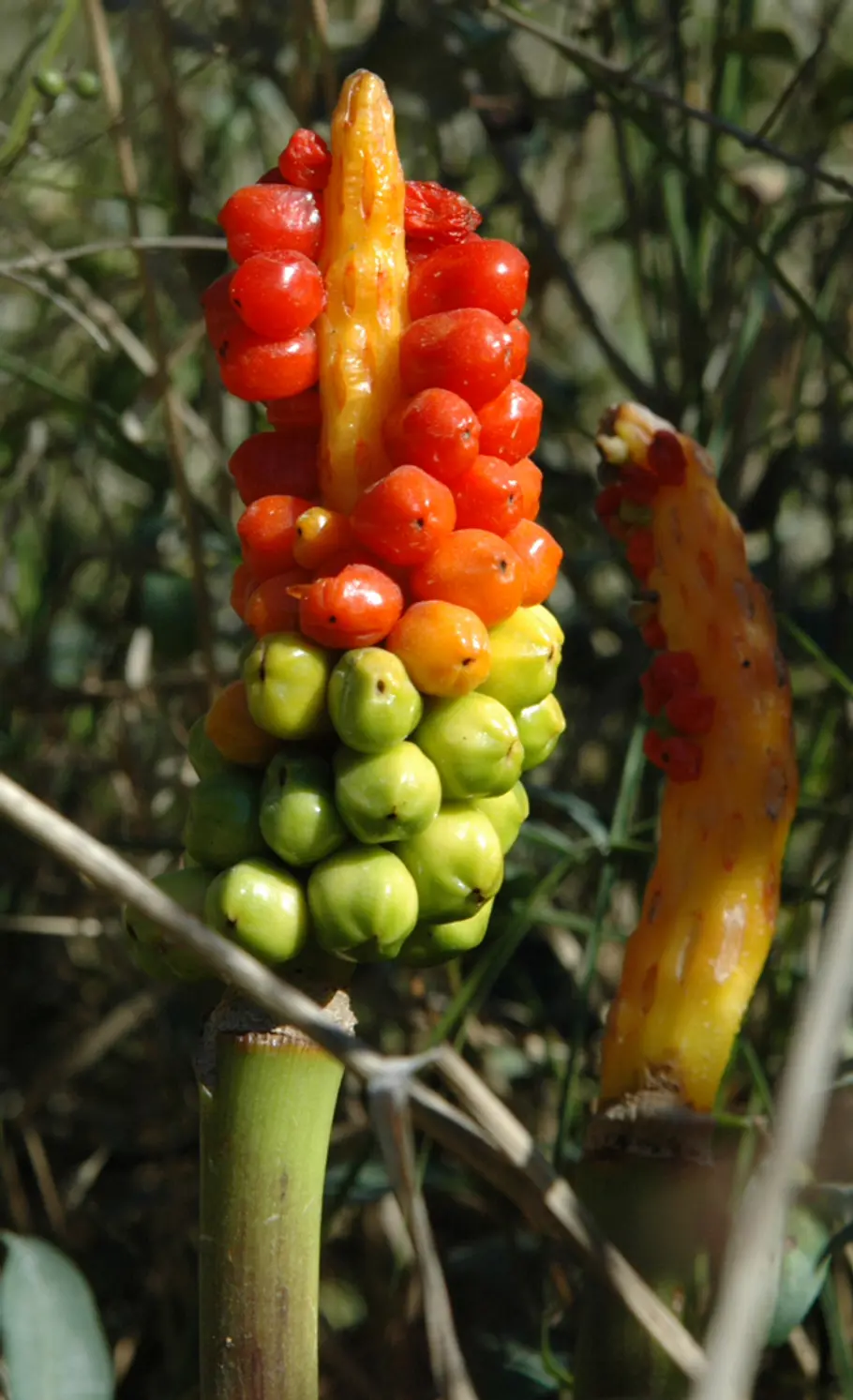 Beeren des Aronstabs Beeren an Giftpflanzen