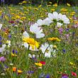 Wildblumenwiese - Foto: rudolfgeiger / iStock
