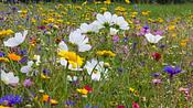 Wildblumenwiese - Foto: rudolfgeiger / iStock