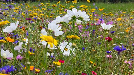 Wildblumenwiese - Foto: rudolfgeiger / iStock