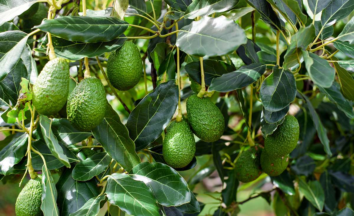 Avocadokern einpflanzen