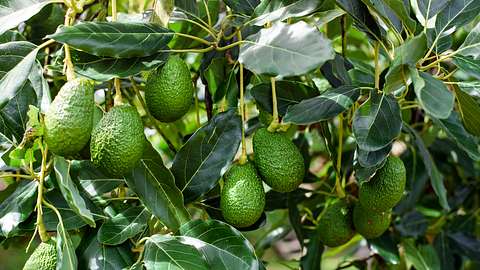 Avocadokern einpflanzen - Foto: iStock / jaboo2foto