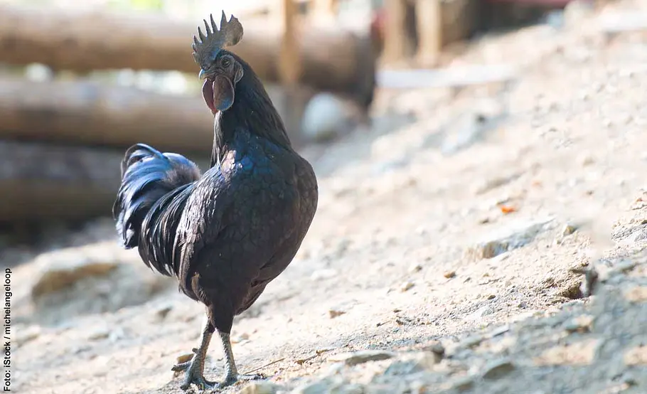Die schönsten Hühnerrassen: Platz 4 Ayam Cemani