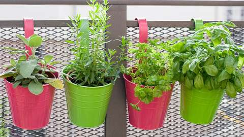 Jeder kann einen Kräuter-Balkon anlegen. man muss nur die richtige Pflanzen wählen. - Foto: iStock / HeikeKampe