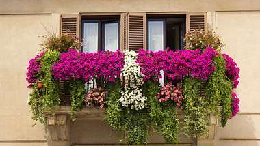 Balkonpflanzen sonnig - Foto: iStock / irisphoto2